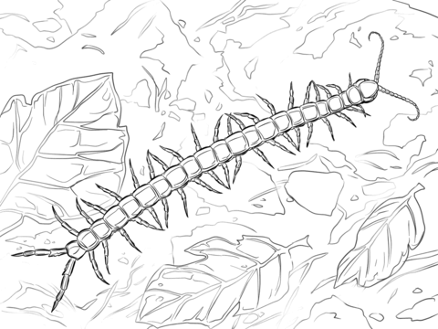 Giant Centipede Coloring Page